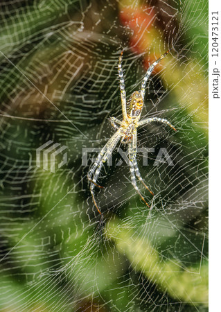 Dome Web Spider Dome Web Spider 120473121