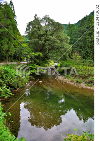 《岐阜県》七宗町　新緑の森を流れる清流 120473602