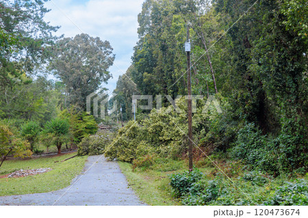 Large fallen tree obstructs rural road amidst dense forest during severe hurricane aftermath of severe weather conditions impacting area. 120473674