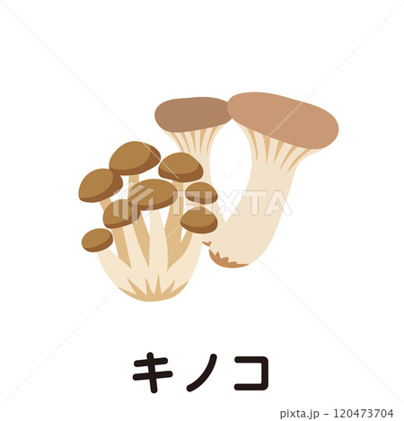 キノコ　野菜　シメジ　エリンギ 120473704