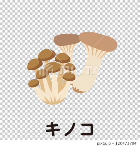 キノコ　野菜　シメジ　エリンギ 120473704