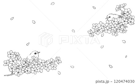 桜の花とメジロの線画 120474030