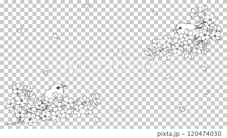 桜の花とメジロの線画 120474030