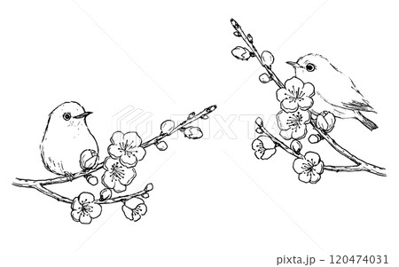 梅の花とメジロの線画 梅の花とメジロの線画 120474031
