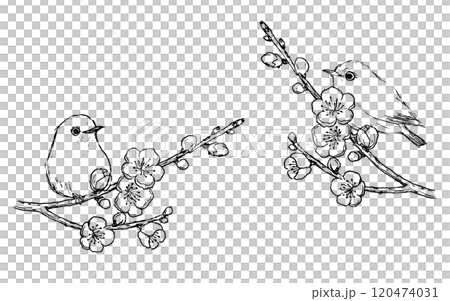 梅の花とメジロの線画 梅の花とメジロの線画 120474031