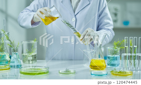 The idea for the tea tree experiment photo sample, shows a frontal view of a researcher pouring a yellow liquid into a tube that holds a melaleuca branch while lab equipment is on the table. 120474445