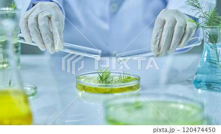Solutions from two test tubes are poured by a scientist onto a tea tree branch in a petri dish. The lab table is surrounded by fully equipped lab equipment. Tea tree experiment in close-up angle. Solutions from two test tubes are poured by a scientist onto a tea tree branch in a petri dish. The lab table is surrounded by fully equipped lab equipment. Tea tree experiment in close-up angle. 120474450