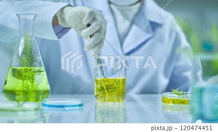 An experiment with the tea tree, the researcher dipping a pinch of melaleuca branches into a substance-containing beaker at a frontal angle. The table is surrounded by glass laboratory equipment. An experiment with the tea tree, the researcher dipping a pinch of melaleuca branches into a substance-containing beaker at a frontal angle. The table is surrounded by glass laboratory equipment. 120474451