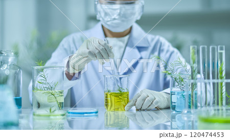 On a table with several beakers, materials, test tubes, and natural ingredients, a front view of a scientist stirring a solution with a tea tree inside. A template photo with a laboratory backdrop. 120474453