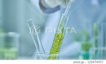 The ideal concept for the tea tree experiment, the scientist hands sucking up the melaleuca solution in the test tube by the pipette tip. The frontal angle of the picture. 120474457