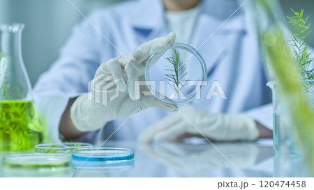 A fresh tea tree branch is inside a clear box that a scientist is holding and observing, surrounded by some melaleuca experimentation equipment against the backdrop of a modern laboratory. 120474458