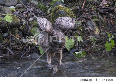 川に降りてきたシマフクロウ 120474506