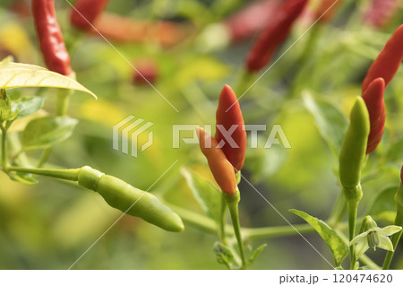 Close-Up of Ripening Chili Peppers on Plant 120474620