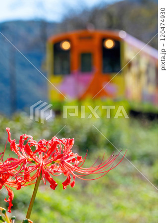 彼岸花と樽見鉄道 120474930