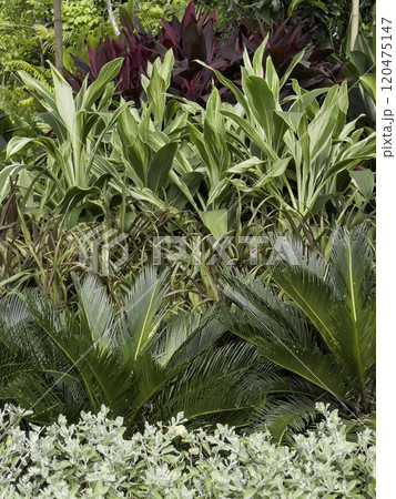 Variety of tropical plants grow for sale in flower markets 120475147