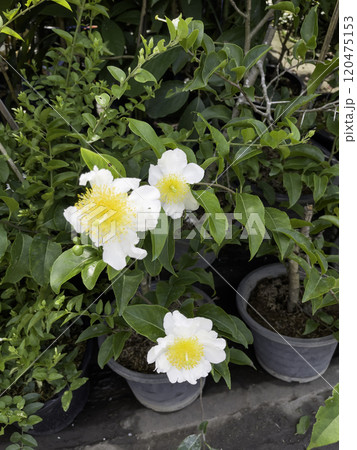 Variety of tropical plants grow for sale in flower markets Variety of tropical plants grow for sale in flower markets 120475153