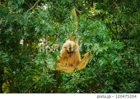 common gibbon or white-handed gibbon on tree 120475204