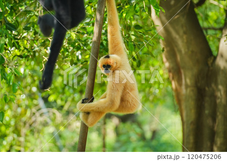 common gibbon or white-handed gibbon on tree 120475206