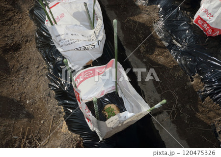 エンドウ豆のアンドン栽培 120475326