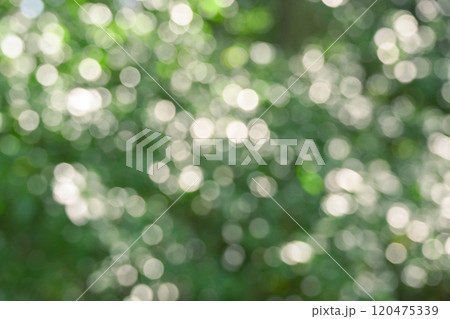椿の葉の反射の玉ボケ 120475339