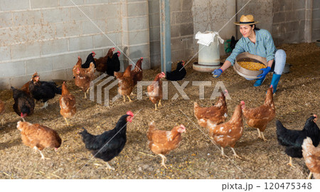 Woman farmer feeding bird in the backyard of village house Woman farmer feeding bird in the backyard of village house 120475348