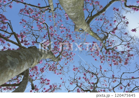 桜の木を見上げる 120475645