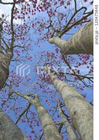 桜の木を見上げる 120475648