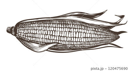 Vector illustration of corn cob with leaves. Old drawing in retro engraving style. Hand drawn realistic ink sketch. Popcorn line drawing for packaging of organic food, farm products, baking and syrup. Vector illustration of corn cob with leaves. Old drawing in retro engraving style. Hand drawn realistic ink sketch. Popcorn line drawing for packaging of organic food, farm products, baking and syrup. 120475690
