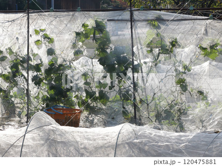 晩秋の秋キュウリ栽培 晩秋の秋キュウリ栽培 120475881