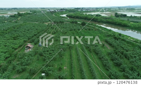 りんご畑 120476138