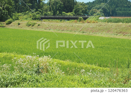 夏の田舎の田園風景 夏の田舎の田園風景 120476363