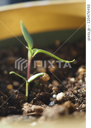 A Young Plant Seedling is happily Growing in its Potting Soil, thriving and flourishing A Young Plant Seedling is happily Growing in its Potting Soil, thriving and flourishing 120476498
