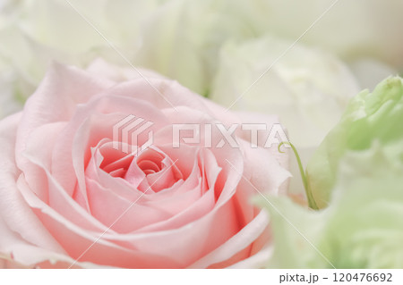 Beautiful pink rose in flower arrangement. Decoration of roses and ornamental plants, selective focus Beautiful pink rose in flower arrangement. Decoration of roses and ornamental plants, selective focus 120476692