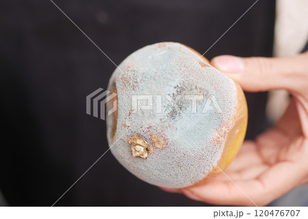 holding a Rotten orange. Moldy orange on table  120476707