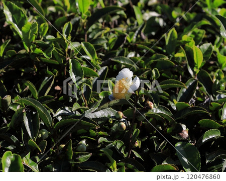 小野茶畑 小野茶畑 120476860