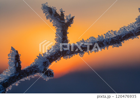 Frosty Branches in a Beautiful Winter Wonderland That Captures the Essence of Nature 120476935