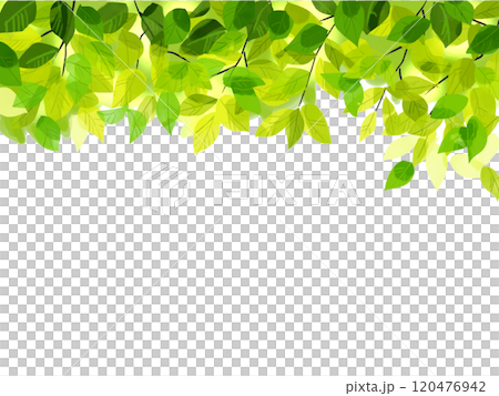 Fresh green top 120476942
