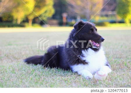 公園で野球ボールを持ってくつろぐわんこ 公園で野球ボールを持ってくつろぐわんこ 120477013