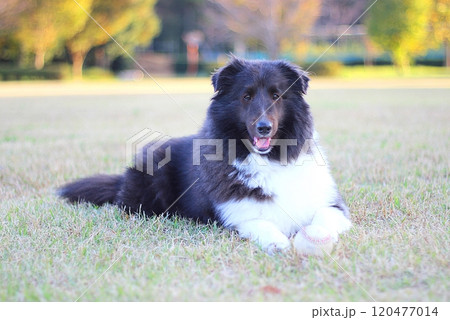 公園で野球ボールを持ってくつろぐわんこ 120477014