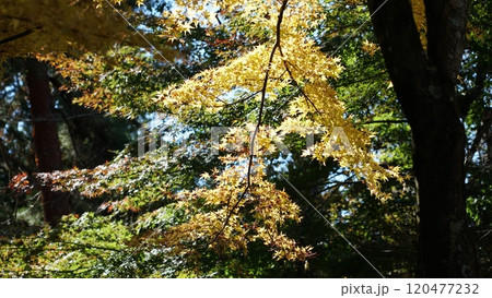 金色のもみじ 120477232