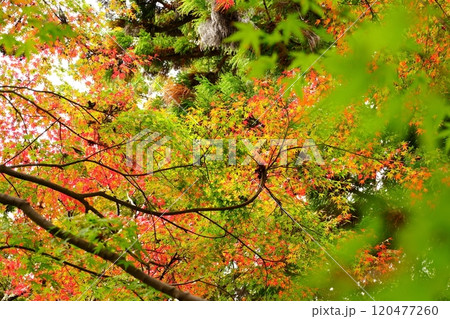 河内長野観心寺の庭園で見る少し赤くなりかけたモミジ【11月】 120477260