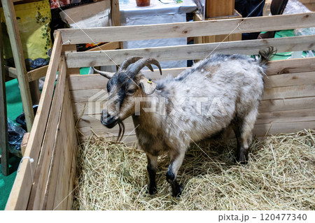 American pygmy or pygmy goat American pygmy or pygmy goat 120477340