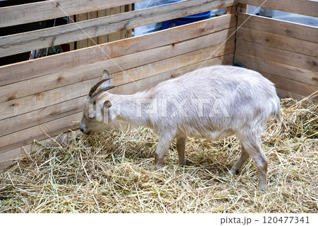 American pygmy or pygmy goat American pygmy or pygmy goat 120477341
