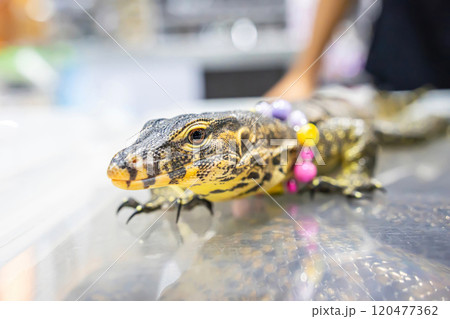 Water monitor or Varanus salvator Water monitor or Varanus salvator 120477362