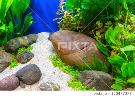 Tropical freshwater aquarium 120477377