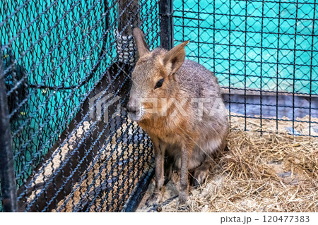 Patagonian mara or patagonian cavy Patagonian mara or patagonian cavy 120477383