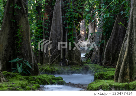 Green moss forest tree wood, Green nature calming summer warm day, Scenic forest of fresh green wood deciduous forest tree moss, Tree and moss woodland. Green moss forest tree wood, Green nature calming summer warm day, Scenic forest of fresh green wood deciduous forest tree moss, Tree and moss woodland. 120477414