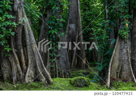 Green moss forest tree wood, Green nature calming summer warm day, Scenic forest of fresh green wood deciduous forest tree moss, Tree and moss woodland. 120477415