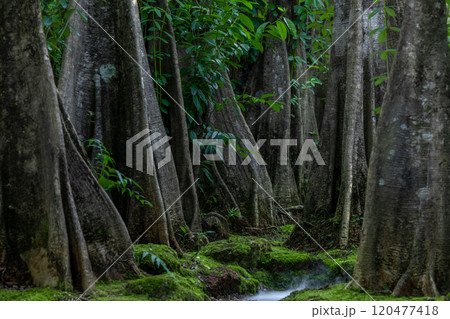 Green moss forest tree wood, Green nature calming summer warm day, Scenic forest of fresh green wood deciduous forest tree moss, Tree and moss woodland. Green moss forest tree wood, Green nature calming summer warm day, Scenic forest of fresh green wood deciduous forest tree moss, Tree and moss woodland. 120477418