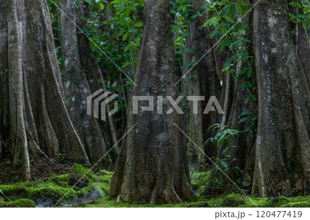 Green moss forest tree wood, Green nature calming summer warm day, Scenic forest of fresh green wood deciduous forest tree moss, Tree and moss woodland. 120477419
